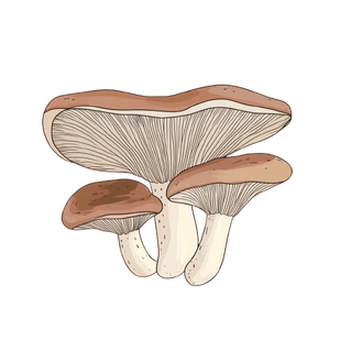 REISHI