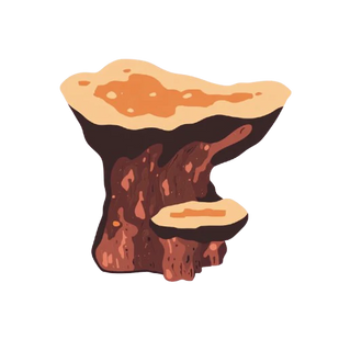 CHAGA