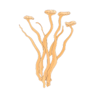 CORDYCEPS