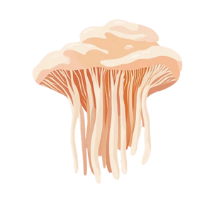 LIONS MANE